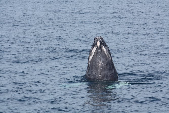 Whale Encounter Puerto Vallarta - Price, snacks, and what you really receive