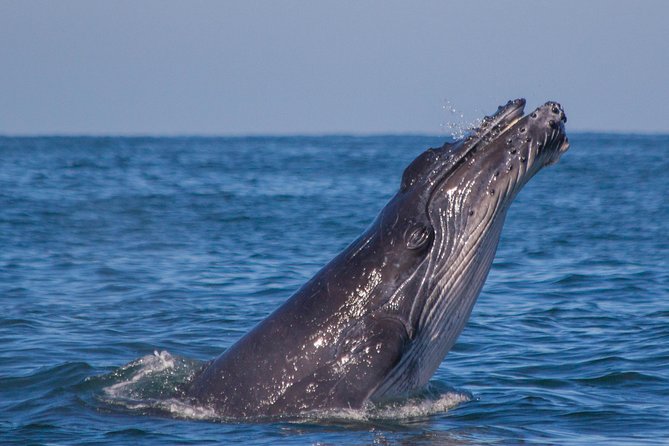 Whale Encounter Puerto Vallarta - What happens from Marina Vallarta to the open water