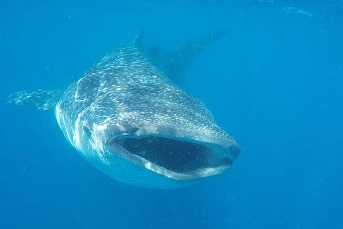 Whale Shark Adventure in Isla Mujeres and Cancun - Why whale sharks gather near Isla Mujeres