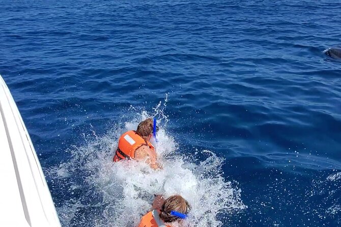 Whale Shark Adventure in Isla Mujeres and Cancun - How the whale shark encounter works