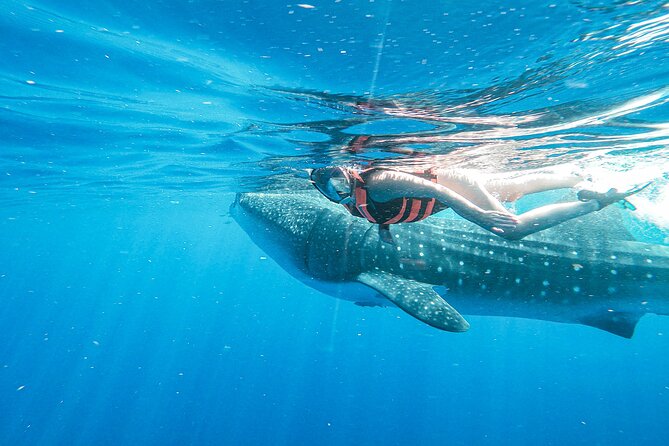 Whale Shark Adventure in Isla Mujeres and Cancun - What happens when the sharks are scarce