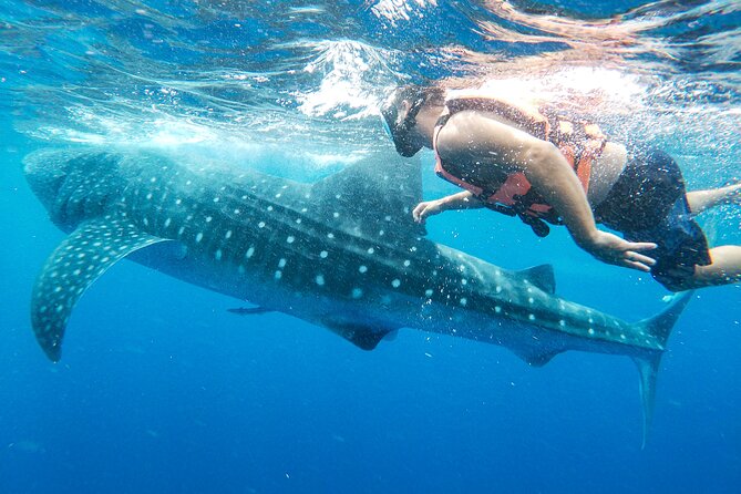 Whale Shark Adventure in Isla Mujeres and Cancun - Equipment, sun protection, and physical demands