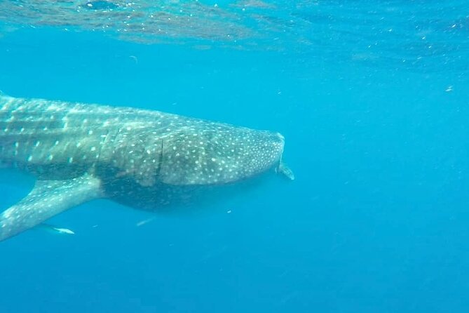 Whale Shark Adventure in Isla Mujeres and Cancun - Is $155 a fair price?