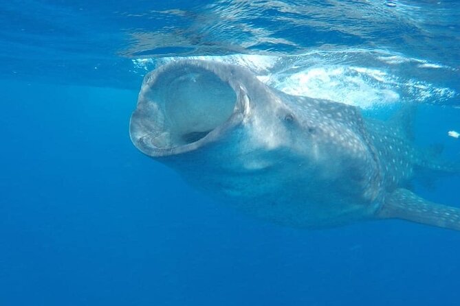 Whale Shark Adventure in Isla Mujeres and Cancun - Meeting the boat in Isla Mujeres