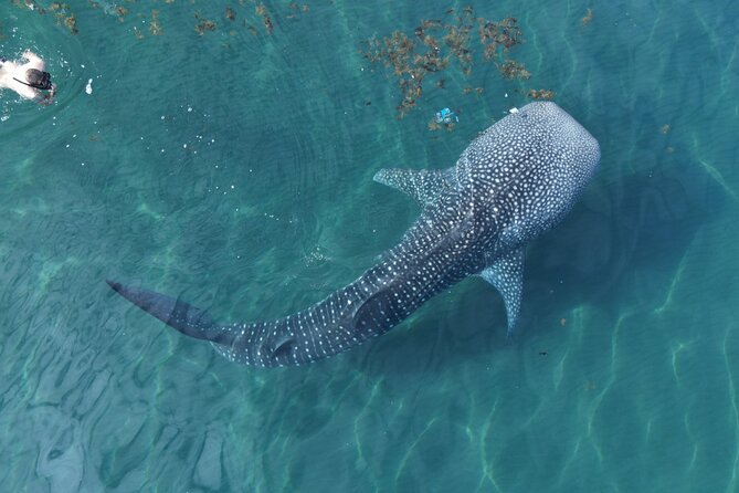 Whale Shark Adventure with a Marine Biologist - Key points to know before booking