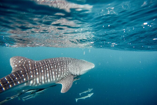 Whale Shark Adventure with a Marine Biologist - Meeting the boat at Playa SN-C