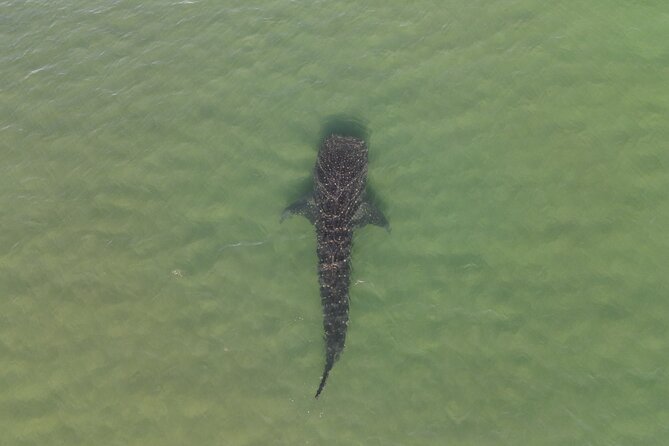 Whale Shark Adventure with a Marine Biologist - Swimming beside La Paz’s whale sharks