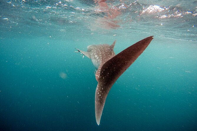 Whale Shark Adventure with a Marine Biologist - The guides make the difference