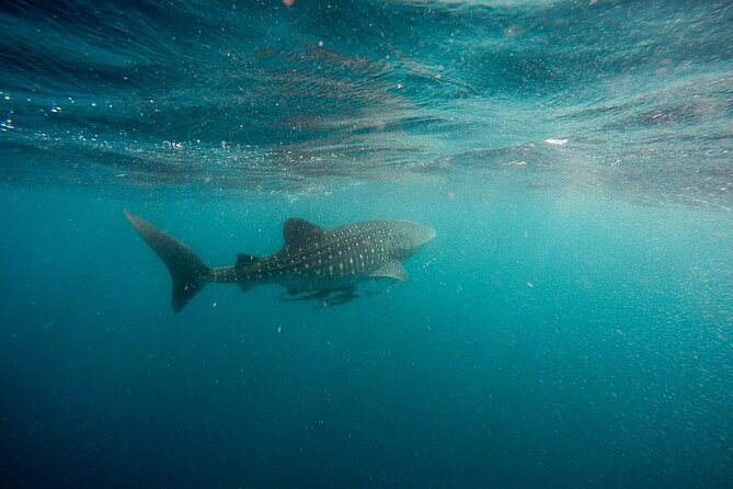 Whale Shark Adventure with a Marine Biologist - What the physical effort feels like