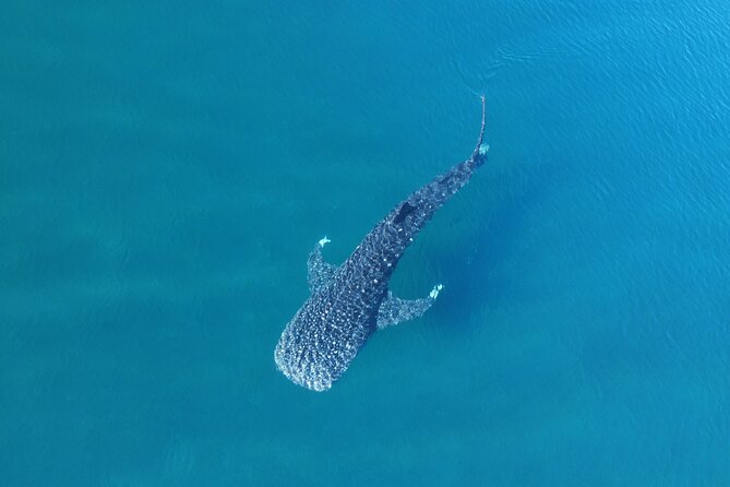 Whale Shark Adventure with a Marine Biologist - Why the official time slots matter