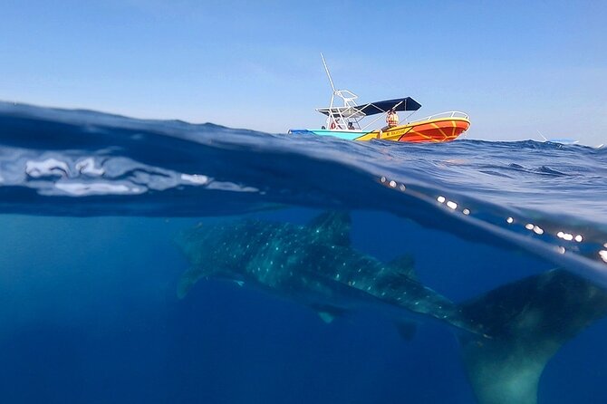 Whale Shark and Snorkeling Adventure from Isla Holbox - The long run through Yum Balam Reserve