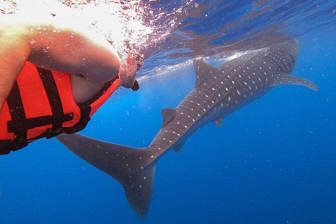 Whale Shark and Snorkeling Adventure from Isla Holbox - Cabo Catoche snorkeling and beach time