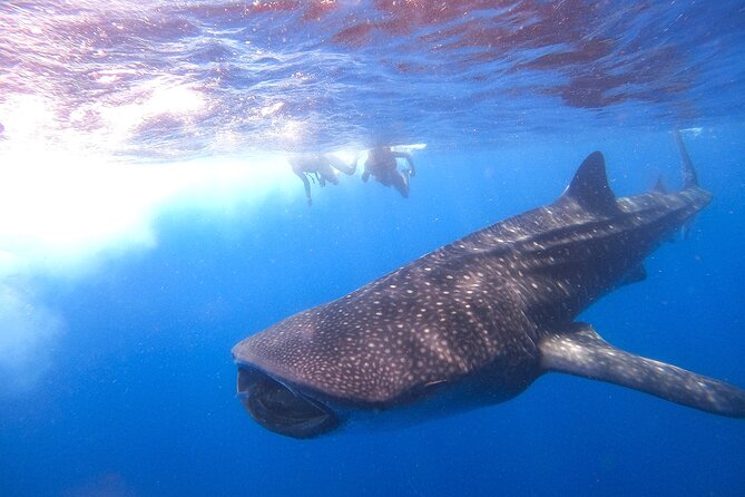Whale Shark and Snorkeling Adventure from Isla Holbox - Who should book this Isla Holbox tour?
