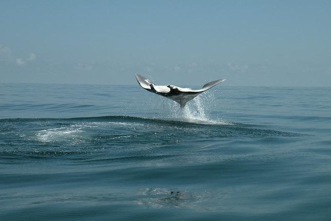 Whale Shark and Snorkeling Adventure from Isla Holbox - Swimming with whale sharks, carefully and briefly