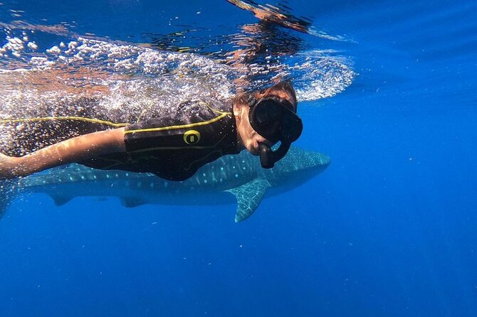 Whale Shark Encounter Full-Day all inclusive Tour from Riviera Maya - Swimming Beside the Whale Sharks