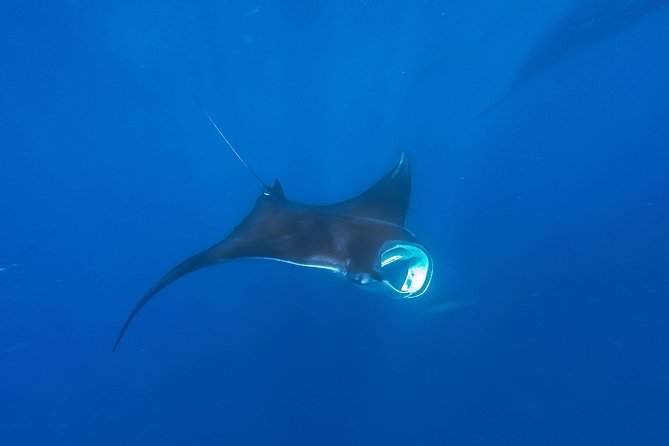 Whale Shark Encounter Full-Day all inclusive Tour from Riviera Maya - The Isla Mujeres Stop