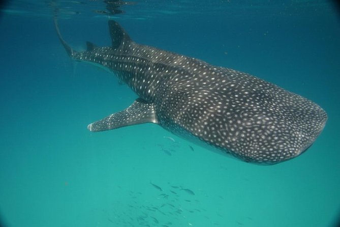 Whale Shark Encounter Full-Day all inclusive Tour from Riviera Maya - Ceviche, Guacamole, and a Welcome Lunch
