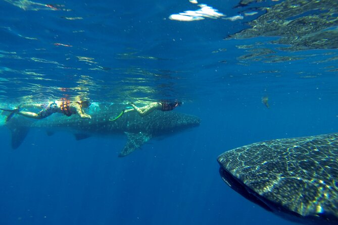 Whale Shark Encounter Full-Day all inclusive Tour from Riviera Maya - Who Will Enjoy This Most?