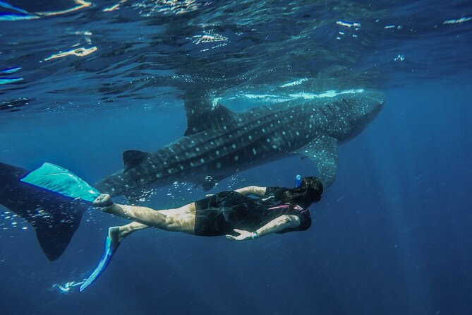Whale Shark Encounter Full-Day all inclusive Tour from Riviera Maya - Racing Across Open Water