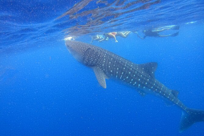 Whale Shark Group Adventure from Isla Holbox - Key details before you book