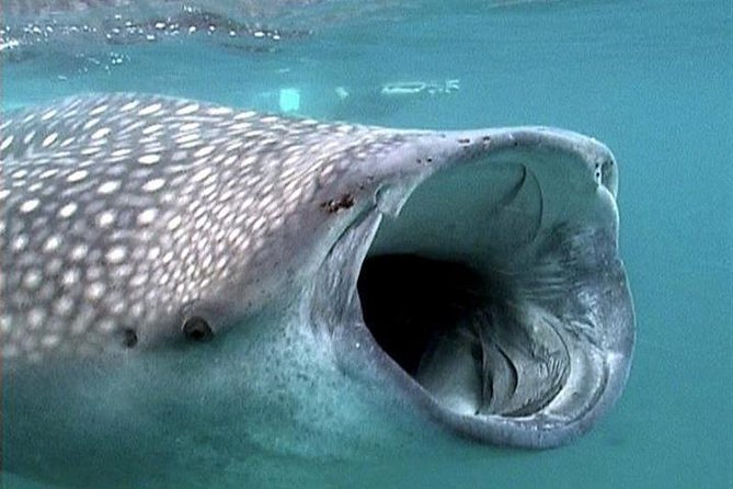 Whale Shark Group Adventure from Isla Holbox - Meeting the boat at 6:30 am