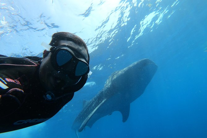Whale Shark Group Adventure from Isla Holbox - Swimming beside a 45-foot whale shark