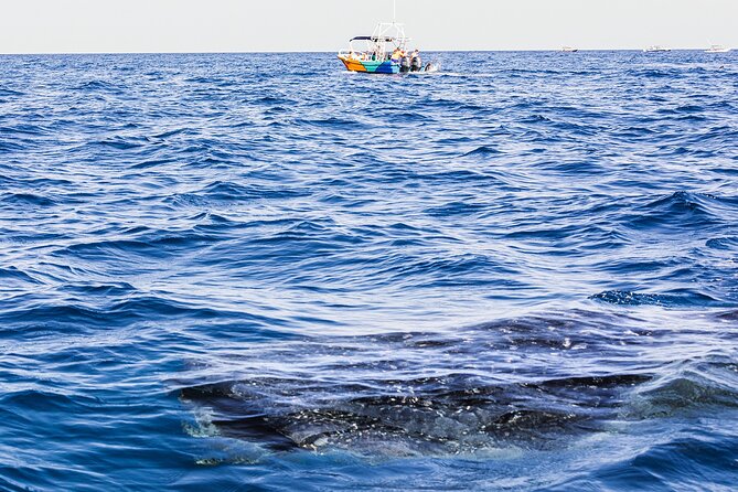 Whale Shark Group Adventure from Isla Holbox - Who will enjoy this Isla Holbox tour?