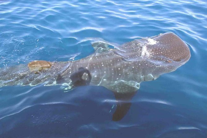 Whale Shark Group Adventure from Isla Holbox - A long ride across the Gulf of Mexico