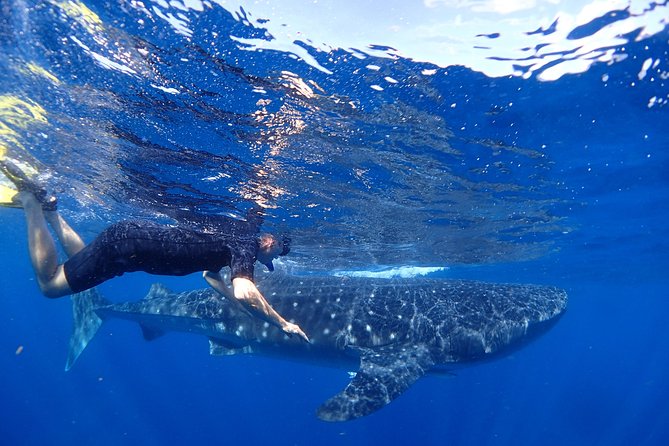 Whale Shark & Manta Ray Snorkel -(May-Sept) Only 10pp per Boat - Key points at a glance