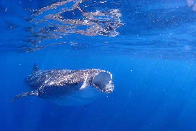 Whale Shark & Manta Ray Snorkel -(May-Sept) Only 10pp per Boat - Meeting at 7:45 AM in central Isla Mujeres