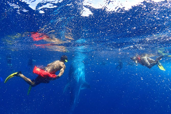 Whale Shark & Manta Ray Snorkel -(May-Sept) Only 10pp per Boat - The 40 to 90 minute ride to the whale sharks
