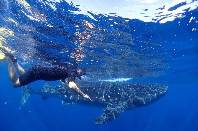 Whale Shark & Manta Ray Snorkel -(May-Sept) Only 10pp per Boat - Reef snorkeling, sandwiches, and ceviche