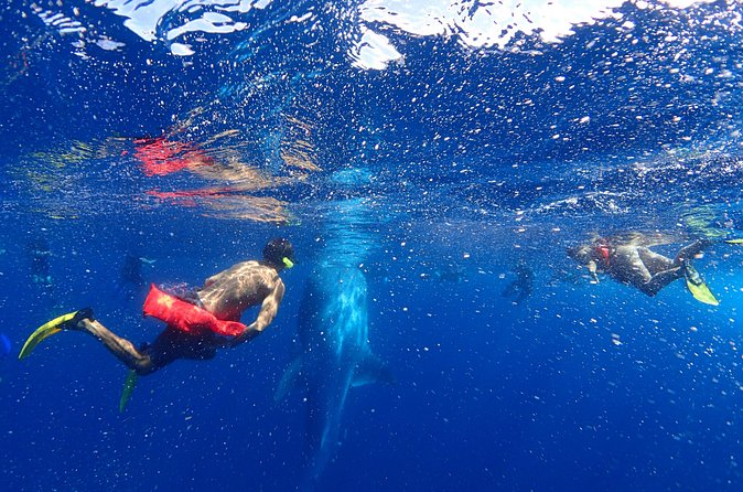 Whale Shark & Manta Ray Snorkel -(May-Sept) Only 10pp per Boat - Is $160 a fair price?