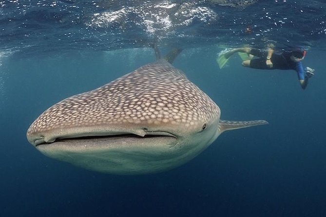 Whale-Shark Snorkeling Excursion to La Paz - Why this whale-shark trip takes all day