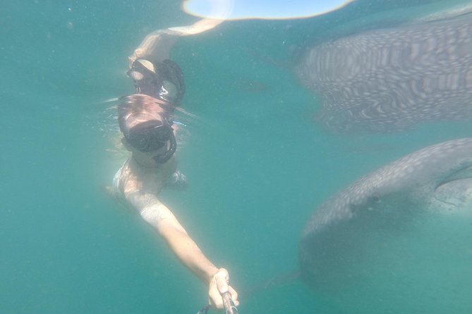 Whale-Shark Snorkeling Excursion to La Paz - Swimming under supervision near whale sharks