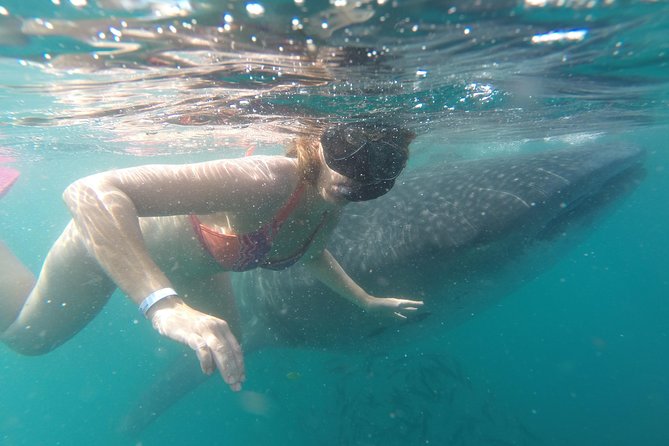 Whale-Shark Snorkeling Excursion to La Paz - Lunch after the water