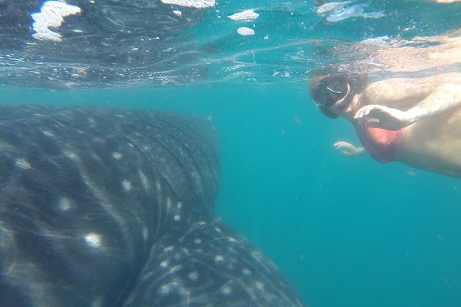 Whale-Shark Snorkeling Excursion to La Paz - The La Paz Malecon and Todos Santos