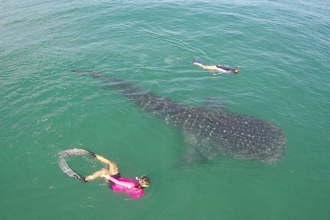 Whale-Shark Snorkeling Excursion to La Paz - What the $349 price really covers