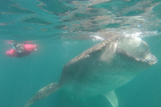 Whale-Shark Snorkeling Excursion to La Paz - Weather, minimum numbers, and cancellation risk