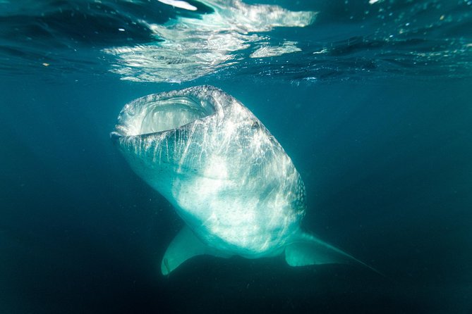 Whale Shark snorkeling tour in a reduced group with local marine biologist - Why La Paz Is a Good Place for This Encounter
