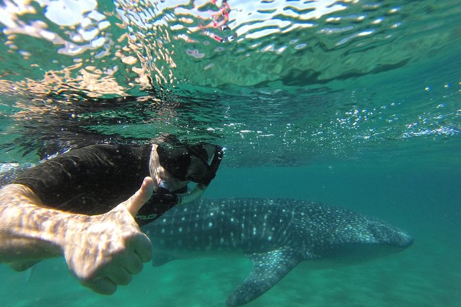 Whale Shark snorkeling tour in a reduced group with local marine biologist - Weather Can Cancel the Whole Plan