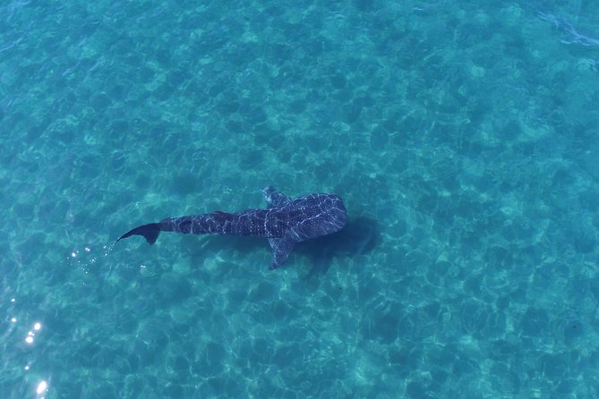 Whale Shark snorkeling tour in a reduced group with local marine biologist - Meeting at Topete 125 and Preparing to Leave