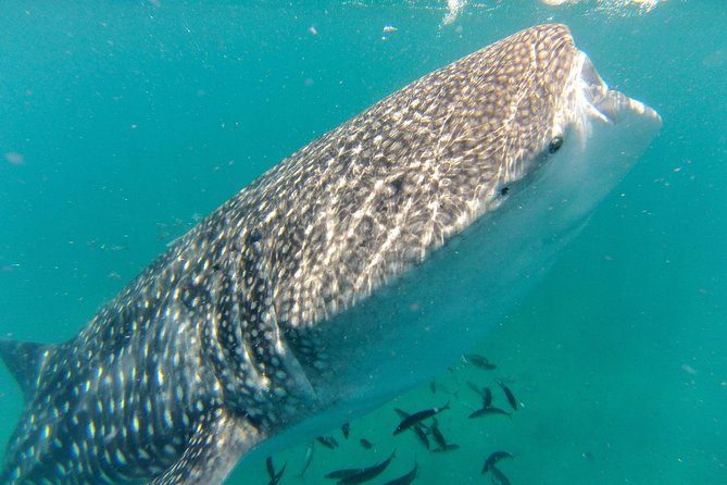 Whale Shark Swim Adventure in La Paz - Key points before you book