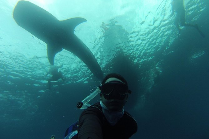 Whale Shark Swim Adventure in La Paz - What makes swimming with whale sharks in La Paz special