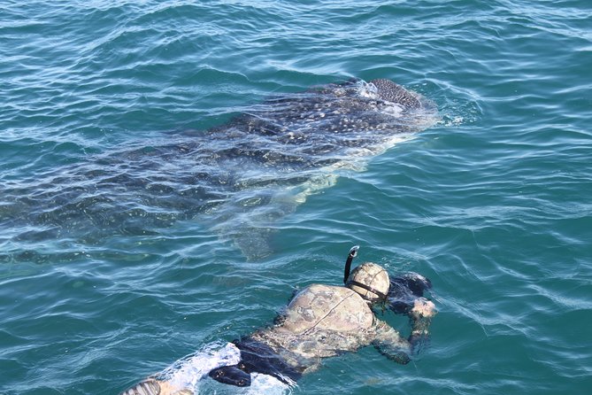 Whale Shark Swim Adventure in La Paz - Meeting the guides and learning the rules