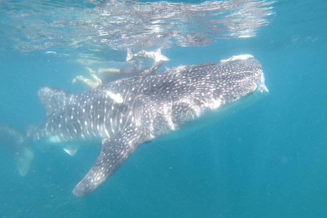 Whale Shark Swim Adventure in La Paz - Equipment, comfort, and what is included