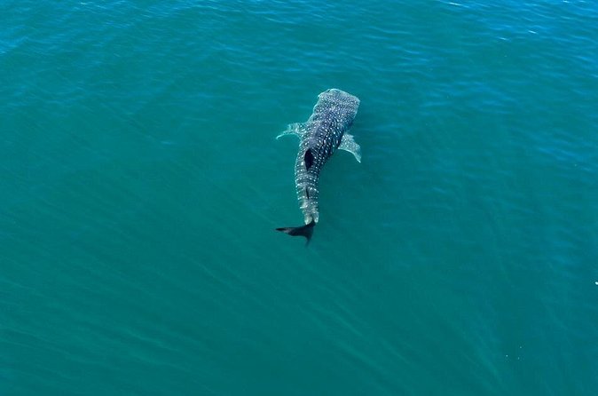 Whale Shark Swim Adventure in La Paz - Is $110 a fair price?