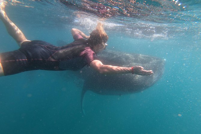 Whale Shark Swim Adventure in La Paz - Who should book this outing