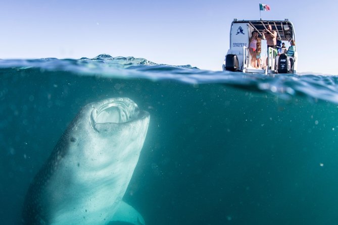 Whale Shark Swim Adventure in La Paz - Waiting for the protected feeding zone