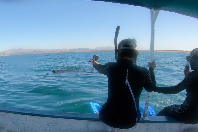 Whale Shark Swimming Adventure: Small Group with Marine Biologist - Key points to know before booking